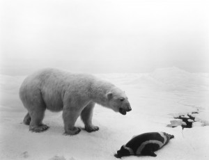 Hiroshi Sugimoto - "Polar Bear"