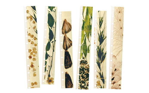 Film strips from Stan Brakhage’s "Mothlight," 1963. Courtesy of the Estate of Stan Brakhage and Fred Camper (www.fredcamper.com)