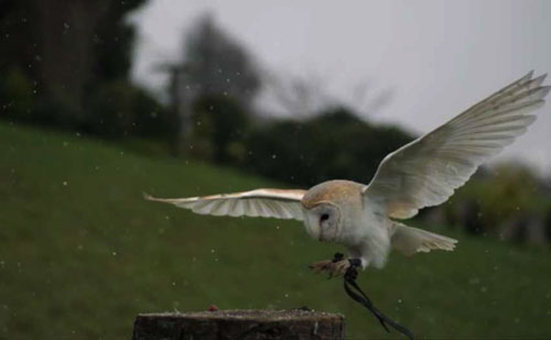 Still from Jeremy Deller’s English Magic, 2012. © Jeremy Deller. Courtesy of Gavin Brown’s enterprise