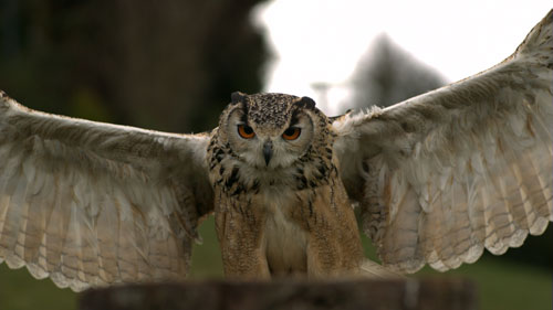 Still from Jeremy Deller’s English Magic, 2012. © Jeremy Deller. Courtesy of Gavin Brown’s enterprise