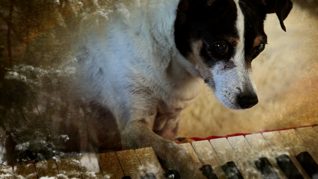 Laurie Anderson, Still from Heart of a Dog, 2015