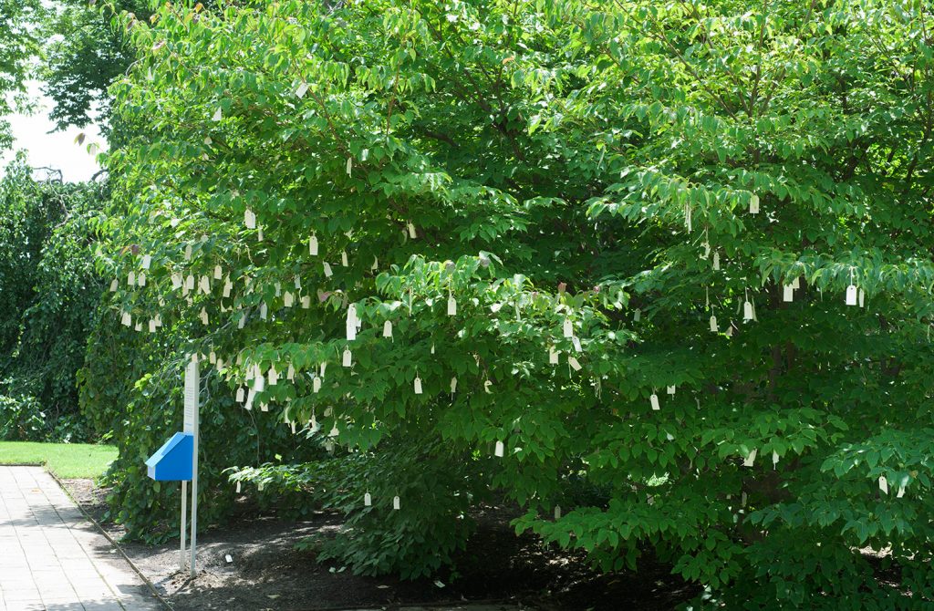 Yoko Ono, “Wish Tree for Washington, DC,” 2007. Installed at the Hirshhorn Museum and Sculpture Garden, Smithsonian Institution, Washington, D.C. 