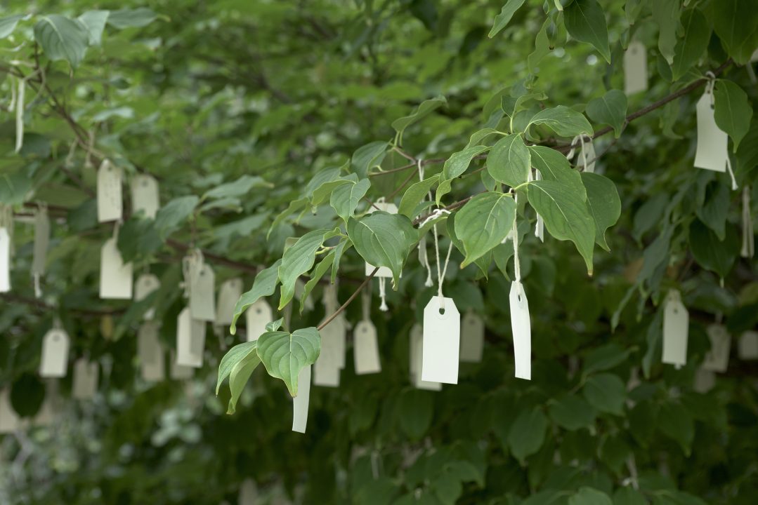 Yoko Ono Wish Tree for Washington, DC, 2007 Installed at the Hirshhorn Museum and Sculpture Garden, Smithsonian Institution, Washington, D.C. Photo by: Jazmine Johnson