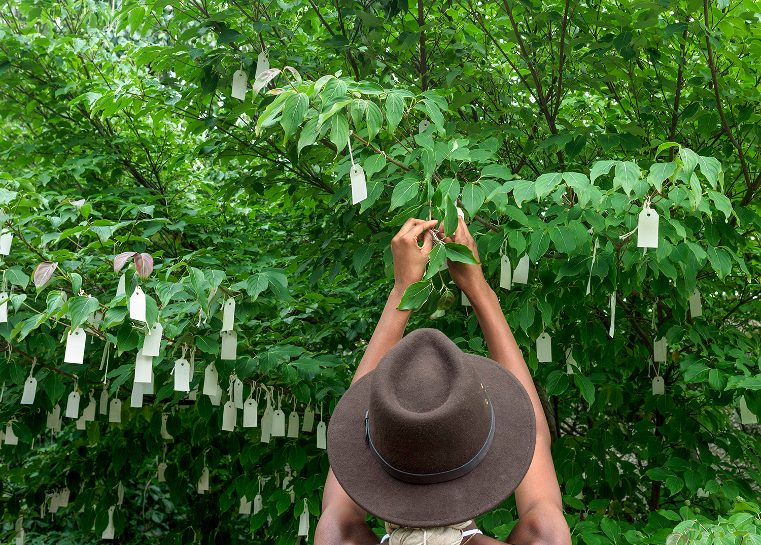 Yoko Ono, “Wish Tree for Washington, DC,” 2007.