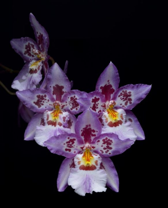 Orchid