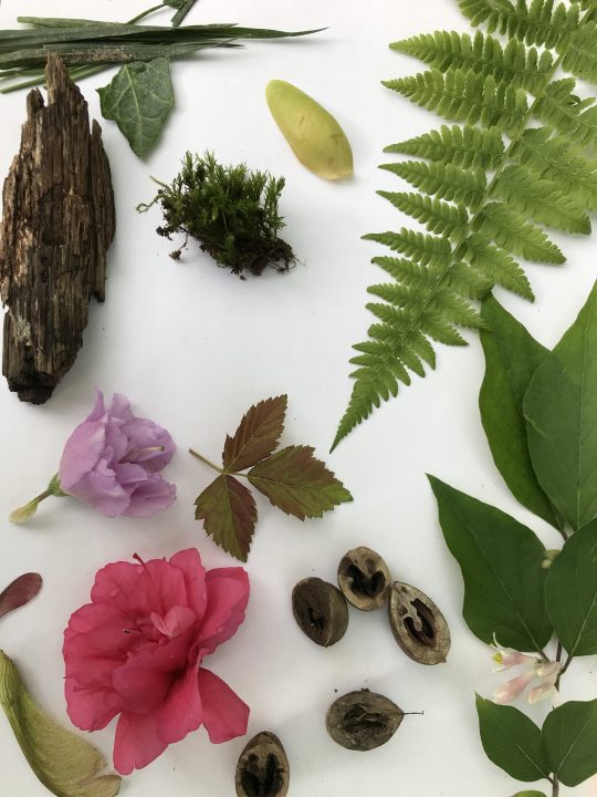 A selection of leaves, grass, purple and pink flowers, moss, seed pods, and bark on a blank white surface