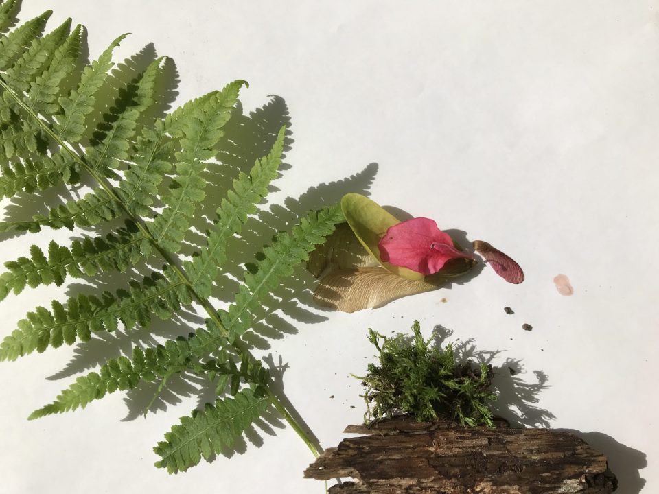 Tuft of moss sits on a piece of bark at the bottom of the composition, a large fern leaf is positioned diagonally across the white surface, pink flower petal rests in the center