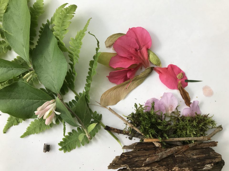 Selection of leaves, flower petals, moss, bark, and seed pods lie in the shape of a bird approaching a nest