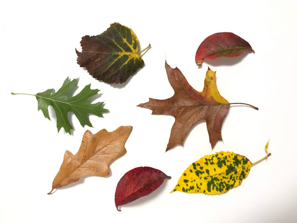 An arrangement of leaves. One leaf is green, one is yellow with green speckles, one shows yellow veins on a green transitioning to red, two leaves are red, and two are brown.