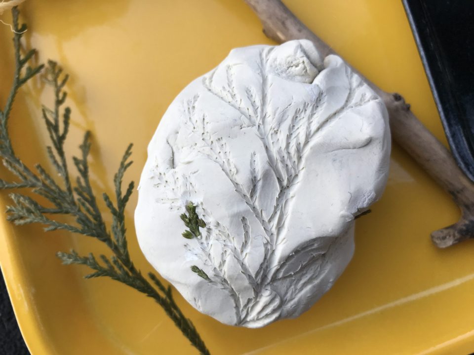 A close-up of a mound of white clay with an impression of a pine branch. The green pine branch rests to the left side.