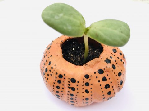 A small, two-leafed plant grows out of a orange pumpkin-shaped pot featuring vertical patterns of polka dots.