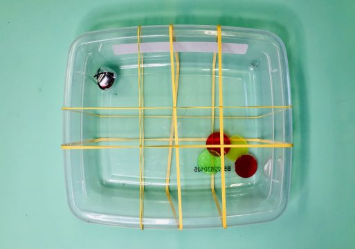 A clear square plastic container sits atop a teal green surface.