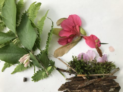 Sections of bark, moss and plants lie on a white surface.