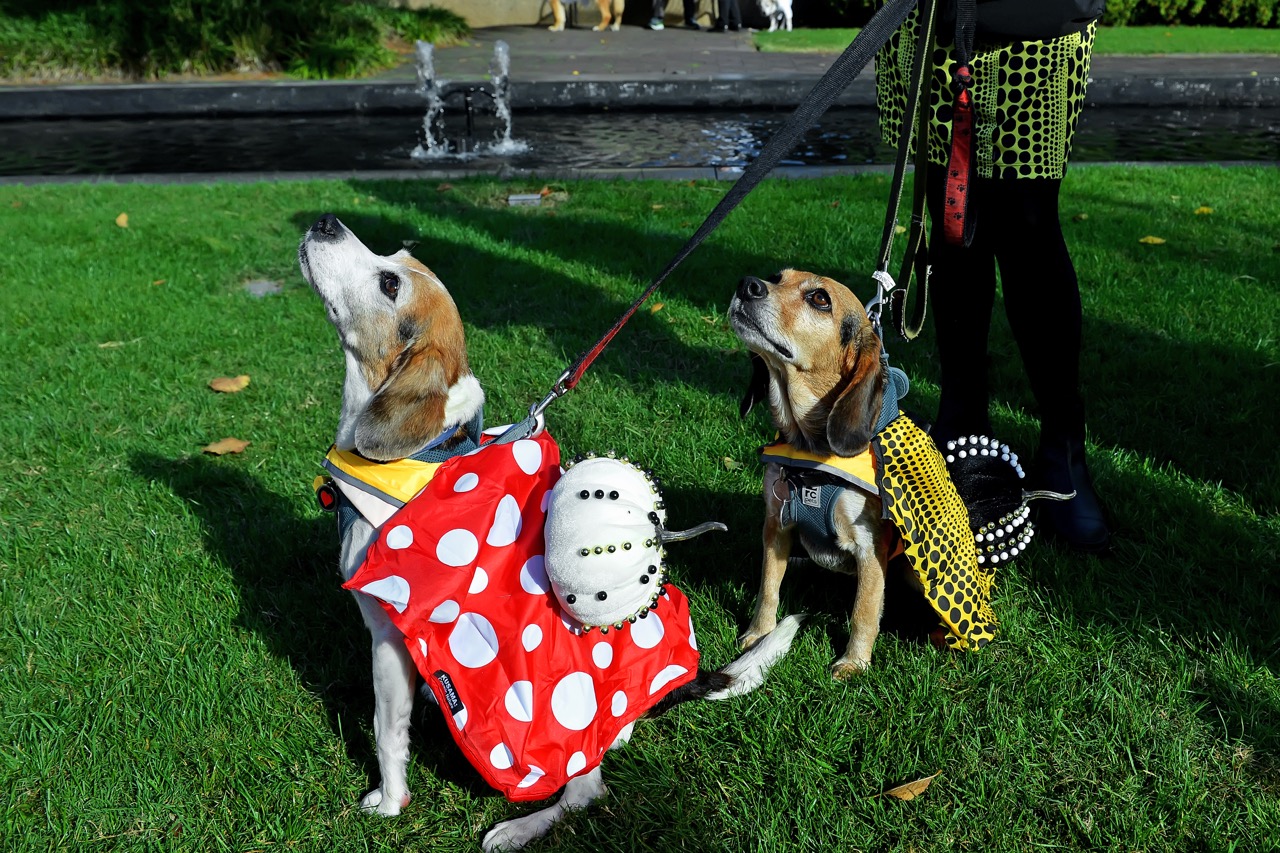 Howl-O-Ween pet costume competition