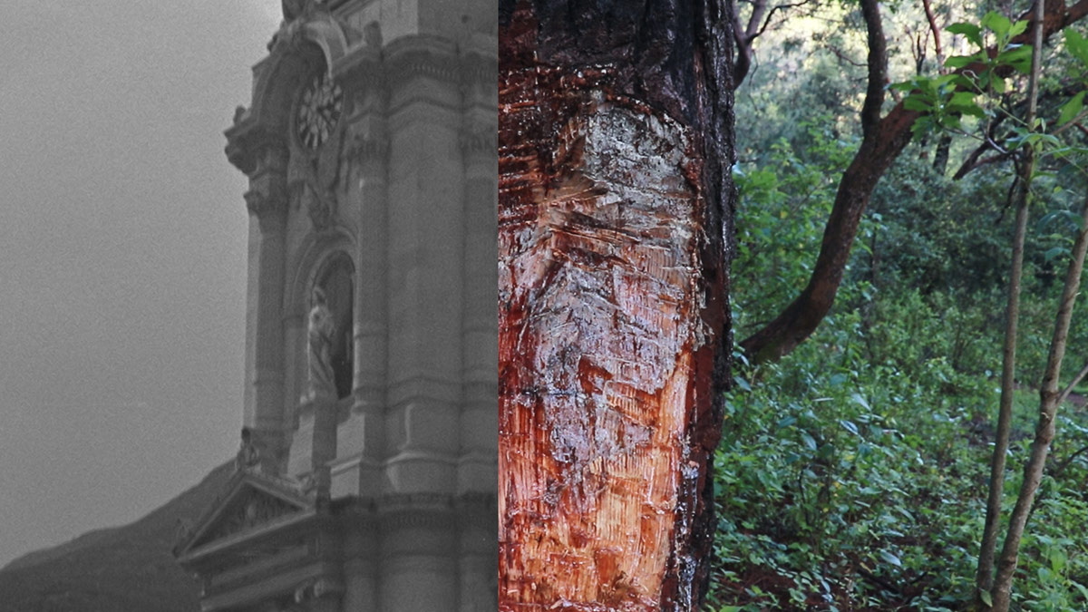 a composite image of classical architecture and a colorful photo of a tree in the rainforest